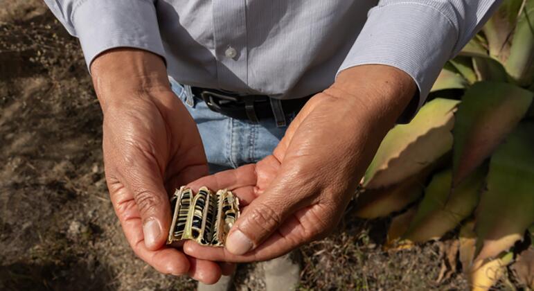 Prácticas agrícolas sostenibles en Oaxaca, México, contribuyen a restaurar los ecosistemas de bosque seco, proteger la biodiversidad y sostener los medios de vida locales.